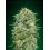 White Widow CBD 00 Seeds