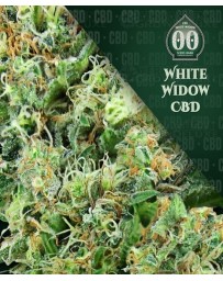 White Widow CBD 00 Seeds