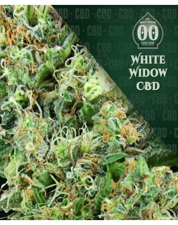 White Widow CBD 00 Seeds