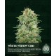 White Widow CBD 00 Seeds