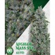 Auto Afghan Mass XXL 00 Seeds Autofloreciente