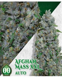 Auto Afghan Mass XXL 00 Seeds Autofloreciente