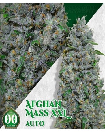 Auto Afghan Mass XXL 00 Seeds Autofloreciente