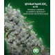 Auto Afghan Mass XXL 00 Seeds Autofloreciente