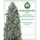 Auto Afghan Mass XXL 00 Seeds Autofloreciente