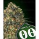 Gorilla 00 Seeds