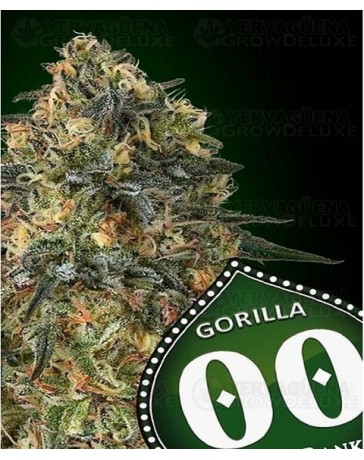 Gorilla 00 Seeds