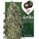 Gorilla 00 Seeds