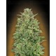 Female Collection #4 00 Seeds