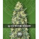 Auto White Widow 00 Seeds Autofloreciente