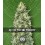 Auto White Widow 00 Seeds Autofloreciente