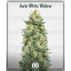 Auto White Widow 00 Seeds Autofloreciente