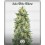 Auto White Widow 00 Seeds Autofloreciente