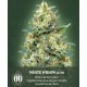 Auto White Widow 00 Seeds Autofloreciente
