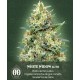 Auto White Widow 00 Seeds Autofloreciente