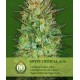 Auto Sweet Critical 00 Seeds Autofloreciente