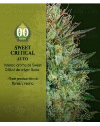 Auto Sweet Critical 00 Seeds Autofloreciente