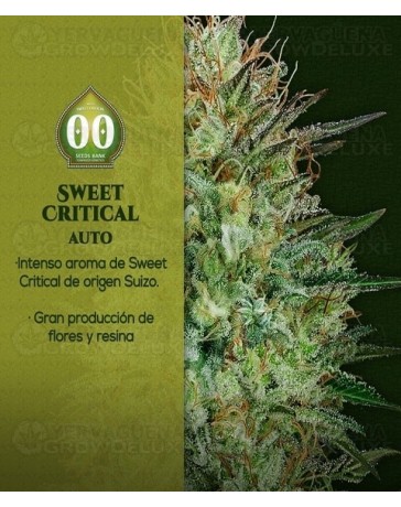 Auto Sweet Critical 00 Seeds Autofloreciente