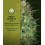Auto Sweet Critical 00 Seeds Autofloreciente