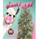 Bubble Gum 00 Seeds