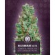 Auto Blueberry 00 Seeds Autofloreciente