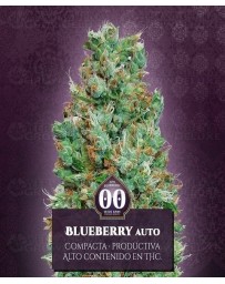 Auto Blueberry 00 Seeds Autofloreciente