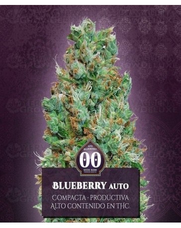 Auto Blueberry 00 Seeds Autofloreciente