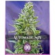 Automatic Mix 00 Seeds autofloreciente