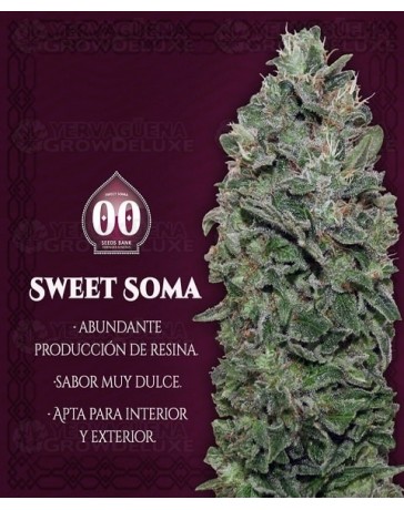 Sweet Soma 00 Seeds