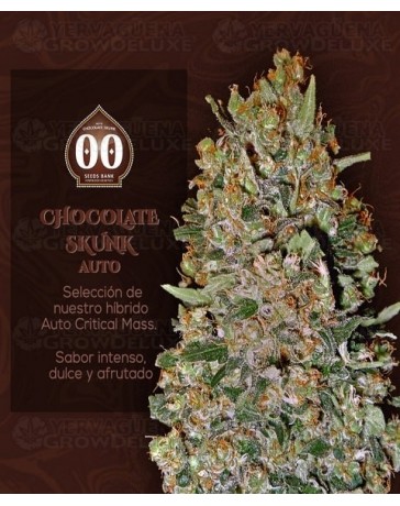 Chocolate Skunk Auto 00 Seeds Autofloreciente