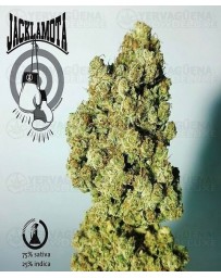 Jack la Mota Medical Seeds