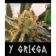 Y Griega Medical Seeds