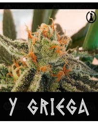 Y Griega Medical Seeds