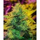 Y Griega Medical Seeds