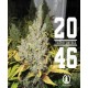 2046 Medical Seeds