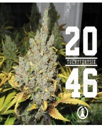 2046 Medical Seeds