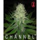 Chanel + Medical Seeds