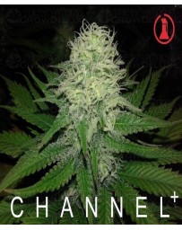 Channel + Medical Seeds