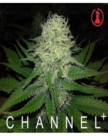 Chanel + Medical Seeds