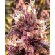 1024 Medical Seeds