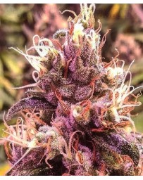 1024 Medical Seeds