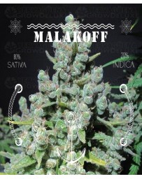 Malakoff Medical Seeds