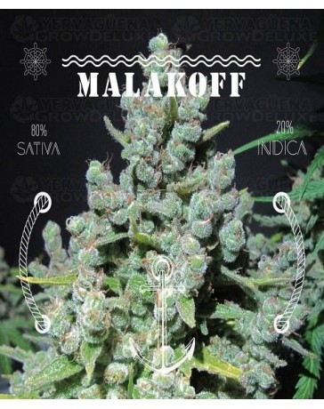 Malakoff Medical Seeds