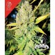 Devil Fruit Medical Seeds