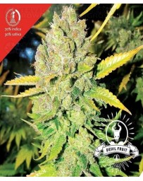 Devil Fruit Medical Seeds