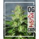 OG Kush CBD  Medical Seeds