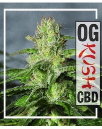 OG Kush CBD Medical Seeds