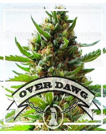 Over Dawg  Medical Seeds