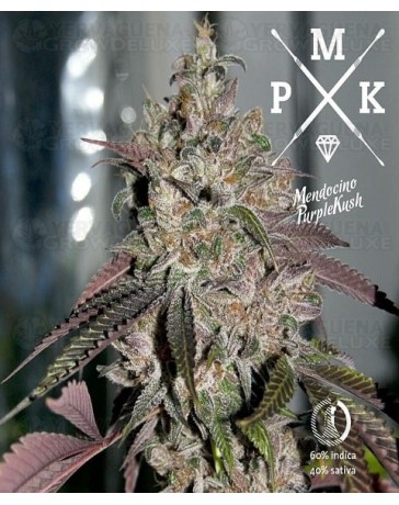 Mendocino Purple Kush  Medical Seeds