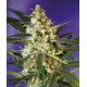 Fast Bud #2 Sweet Seeds autofloreciente